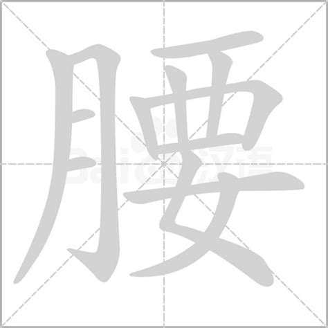 腰的造詞|腰 的字義、部首、筆畫、相關詞